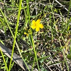 Hypericum gramineum (Small St Johns Wort) at Pretty Beach, NSW - 7 Feb 2025 by Jubeyjubes