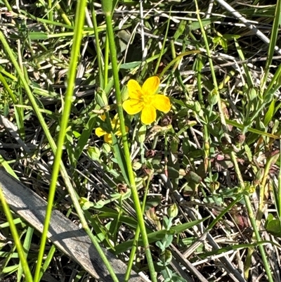 Hypericum gramineum (Small St Johns Wort) at Pretty Beach, NSW - 7 Feb 2025 by Jubeyjubes