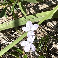 Brunoniella pumilio (Dwarf Blue Trumpet) at Pretty Beach, NSW - 7 Feb 2025 by Jubeyjubes