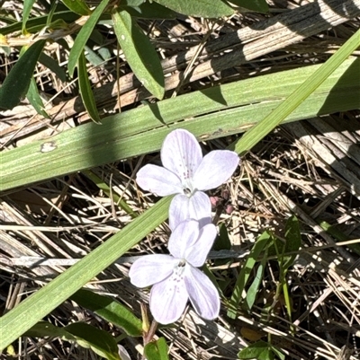 Brunoniella pumilio (Dwarf Blue Trumpet) at Pretty Beach, NSW - 7 Feb 2025 by Jubeyjubes