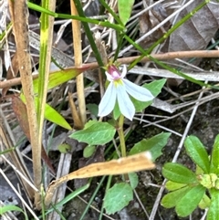 Lobelia purpurascens (White Root) at Pretty Beach, NSW - 7 Feb 2025 by Jubeyjubes