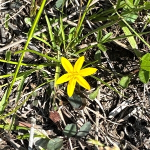 Hypoxis hygrometrica at Pretty Beach, NSW - 7 Feb 2025 10:08 AM