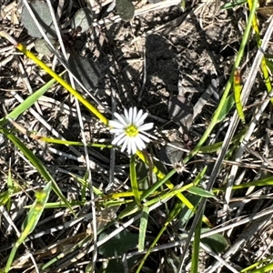 Lagenophora sp. at Pretty Beach, NSW - 7 Feb 2025 by Jubeyjubes