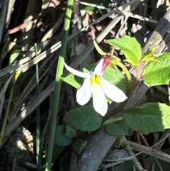 Lobelia purpurascens (White Root) at Pretty Beach, NSW - 7 Feb 2025 by Jubeyjubes