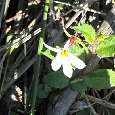 Lobelia purpurascens (White Root) at Pretty Beach, NSW - 7 Feb 2025 by Jubeyjubes