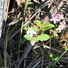 Lobelia purpurascens at Pretty Beach, NSW - suppressed
