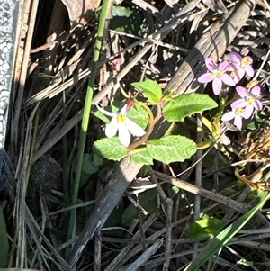 Lobelia purpurascens at Pretty Beach, NSW - suppressed