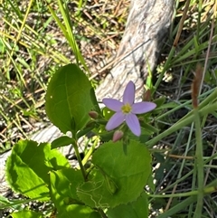 Centaurium sp. (Centaury) at Pretty Beach, NSW - 7 Feb 2025 by Jubeyjubes