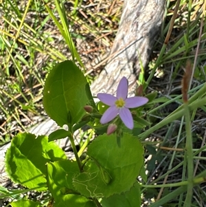 Centaurium sp. at Pretty Beach, NSW - 7 Feb 2025 10:06 AM