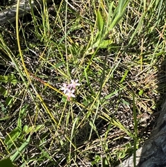 Centaurium sp. at Pretty Beach, NSW - 7 Feb 2025 10:06 AM