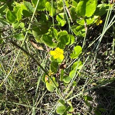 Goodenia ovata (Hop Goodenia) at Pretty Beach, NSW - 7 Feb 2025 by Jubeyjubes