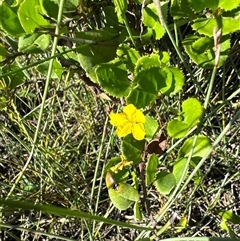 Goodenia ovata at Pretty Beach, NSW - 7 Feb 2025 10:05 AM