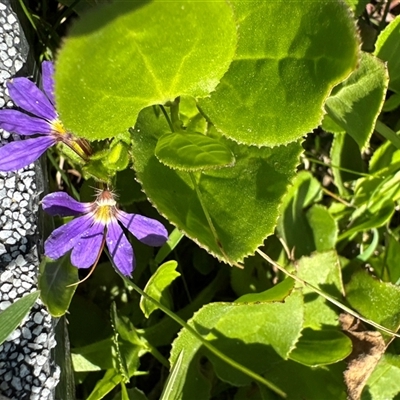 Scaevola aemula (Common Fan-flower) at Pretty Beach, NSW - 7 Feb 2025 by Jubeyjubes