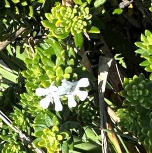 Westringia fruticosa at Pretty Beach, NSW - 7 Feb 2025 10:02 AM