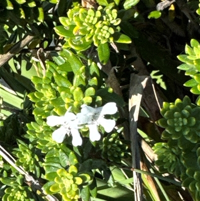 Westringia fruticosa (Native Rosemary) at Pretty Beach, NSW - 7 Feb 2025 by Jubeyjubes