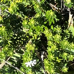 Westringia fruticosa at Pretty Beach, NSW - 7 Feb 2025 10:02 AM