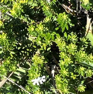 Westringia fruticosa at Pretty Beach, NSW - 7 Feb 2025 10:02 AM