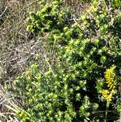 Westringia fruticosa at Pretty Beach, NSW - 7 Feb 2025 10:02 AM