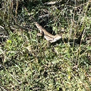 Unidentified Reptile or Frog at Pretty Beach, NSW - 7 Feb 2025 by Jubeyjubes