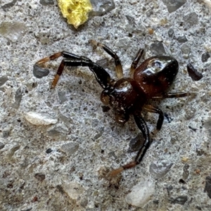 Thomisidae (family) (Unidentified Crab spider or Flower spider) at Aranda, ACT - 4 Feb 2025 by Jubeyjubes