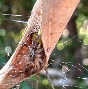 Phonognathidae (family) (Leaf curling orb-weavers) at Aranda, ACT - 4 Feb 2025 by Jubeyjubes