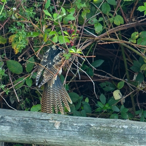 Eudynamys orientalis at Curtin, ACT - 7 Feb 2025 by SMOT