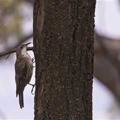 Cormobates leucophaea (White-throated Treecreeper) at Ainslie, ACT - 8 Feb 2025 by PeteRav