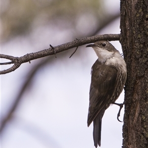 Cormobates leucophaea at Ainslie, ACT - 8 Feb 2025 11:46 AM