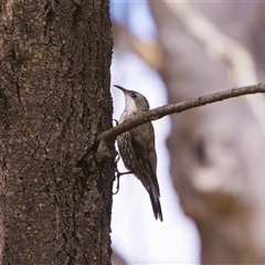 Cormobates leucophaea at Ainslie, ACT - 8 Feb 2025 11:46 AM