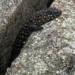 Egernia cunninghami (Cunningham's Skink) at Banks, ACT - 8 Feb 2025 by Shazw