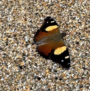 Vanessa itea (Yellow Admiral) at Long Beach, NSW - 8 Feb 2025 by Jubeyjubes