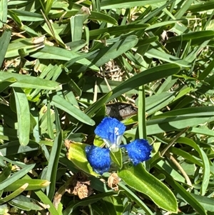 Commelina cyanea at Pebbly Beach, NSW - 7 Feb 2025 01:39 PM