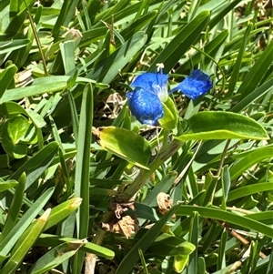 Commelina cyanea at Pebbly Beach, NSW - 7 Feb 2025 01:39 PM