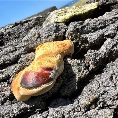 Unidentified Fungus at Pebbly Beach, NSW - 7 Feb 2025 by Jubeyjubes