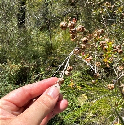 Leptospermum sp. (Tea Tree) at Pebbly Beach, NSW - 7 Feb 2025 by Jubeyjubes