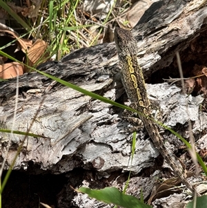 Unidentified Reptile or Frog at Pebbly Beach, NSW - 7 Feb 2025 by Jubeyjubes