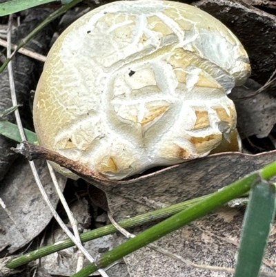 Unidentified Fungus at Pebbly Beach, NSW - 7 Feb 2025 by Jubeyjubes