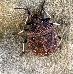 Unidentified Beetle (Coleoptera) at Pebbly Beach, NSW - 7 Feb 2025 by Jubeyjubes