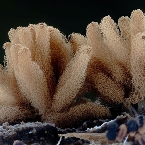 Heterotrichia fasciculata at Bermagui, NSW - suppressed