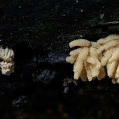 Heterotrichia fasciculata at Bermagui, NSW - suppressed