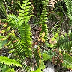 Pellaea falcata (Sickle Fern) at Pebbly Beach, NSW - 7 Feb 2025 by Jubeyjubes