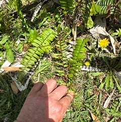 Pellaea falcata at Pebbly Beach, NSW - suppressed