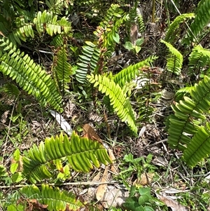 Pellaea falcata at Pebbly Beach, NSW - suppressed