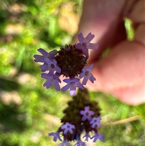 Verbena sp. (Purpletop) at Pebbly Beach, NSW - 7 Feb 2025 by Jubeyjubes