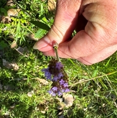 Verbena sp. at Pebbly Beach, NSW - 7 Feb 2025 12:33 PM