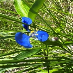 Commelina cyanea (Scurvy Weed) at Pebbly Beach, NSW - 7 Feb 2025 by Jubeyjubes