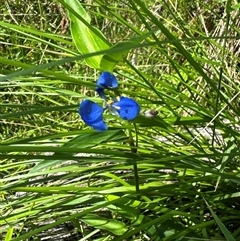 Commelina cyanea at Pebbly Beach, NSW - 7 Feb 2025 12:31 PM