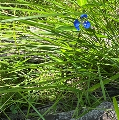 Commelina cyanea at Pebbly Beach, NSW - 7 Feb 2025 12:31 PM