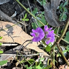 Glycine sp. at Pebbly Beach, NSW - 7 Feb 2025 by Jubeyjubes