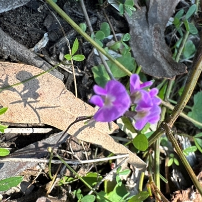 Glycine sp. at Pebbly Beach, NSW - 7 Feb 2025 by Jubeyjubes